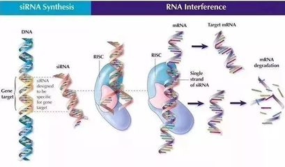 細(xì)胞技術(shù)引領(lǐng)護(hù)膚革命 安全到可以吃的面膜，讓色斑無所遁形