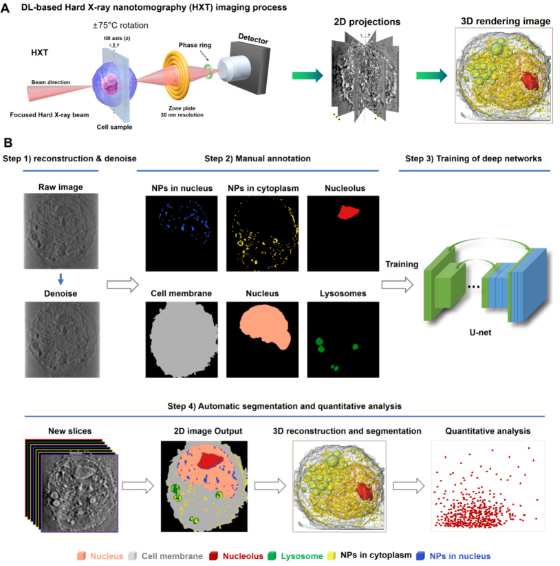 人工智能賦能納米分辨CT表征技術，驅動新型納米藥物與細胞技術研發新紀元