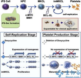 新干細胞技術突破 規模化生產血小板，為臨床輸血注入新希望